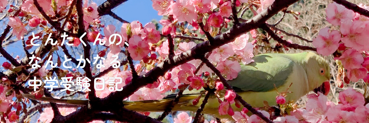とんたくんの、なんとかなる中学受験日記